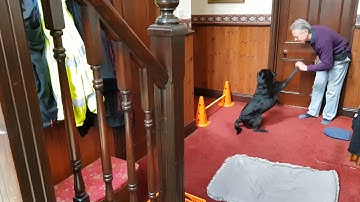 The Dog House Rules: Jesse 10-Part Behaviour Chain Practice