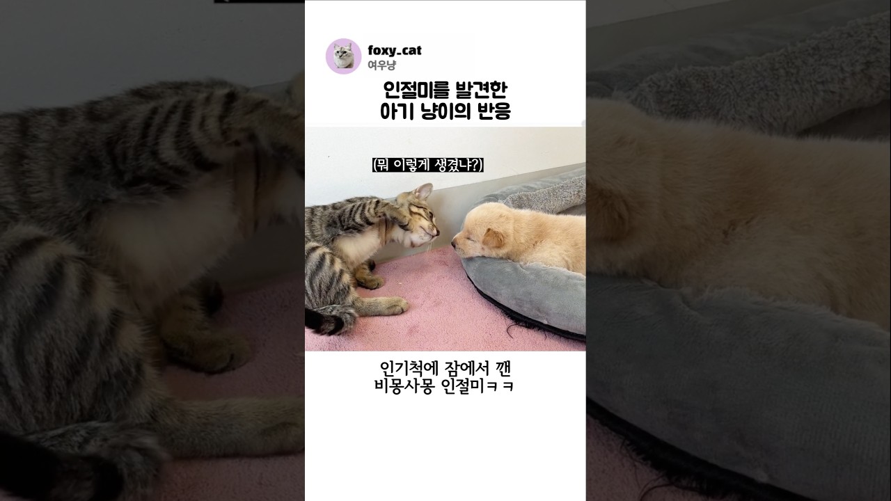 인절미를 발견한 아기 냥이의 반응
