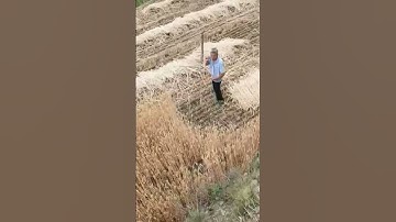 The ancient process of harvesting wheat