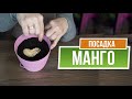 Как вырастить манго в домашних условиях ❦ Манго из косточки