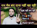 गाय भैंस बांट दाना नहीं खा रही||भूख नहीं लग रही||कमजोर भी हो गई क्या करें?||ये 2✌️चीज खिला दो