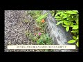 あの道端に咲く花実は危険です #ナガミヒナゲシ