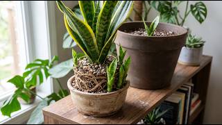 7 Hidden Tricks To Make Snake Plants Grow 3X Faster 🌿 You Won’t Believe #4!