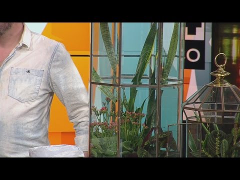 Wie eine Leuchte In einem Terrarium Drehen