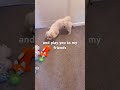 Snowy’s play date, ball time