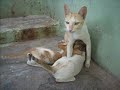 Stray cat rescue #catlover #catrescue