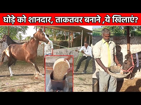 वीडियो: अप्पलोसा घोड़े की नस्ल: फोटो, विवरण। अप्पलोसा घोड़ा: तेंदुआ, खाड़ी