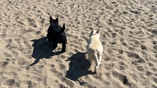 Cairn and Scottish Terrier Holiday | Fun at the beach ☀