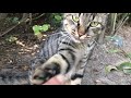 猫パンチと思いきや軽く当ててハイタッチのフレンドリーなキジトラ猫