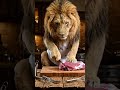 “Wild Lion Enjoying Fresh Meat 🦁🔥”