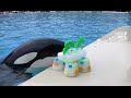 Happy 13th Birthday, Ikaika! | SeaWorld San Diego