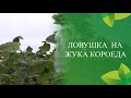 "Школа Фермера":  меры защиты фундука.