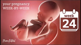 24 Weeks Pregnant - Natural Pregnancy Week-By-Week