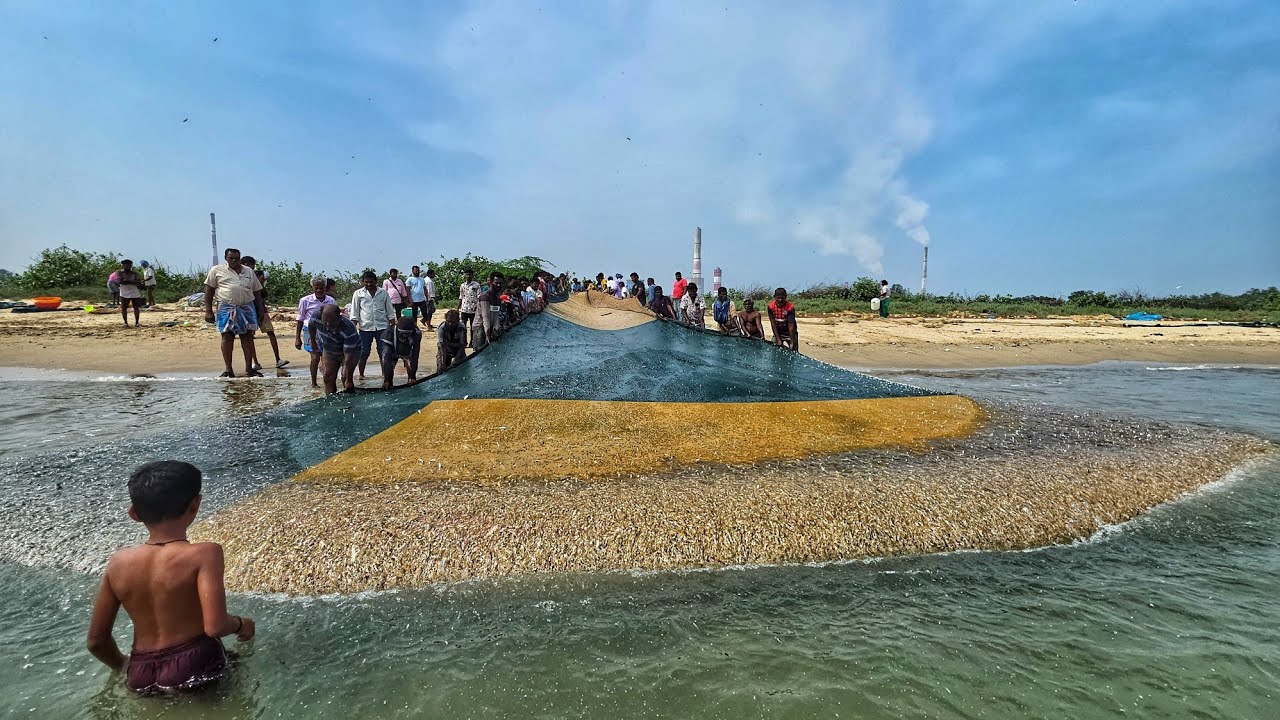 Джекпот был сорван сразу несколькими тоннами сардин на берегу моря