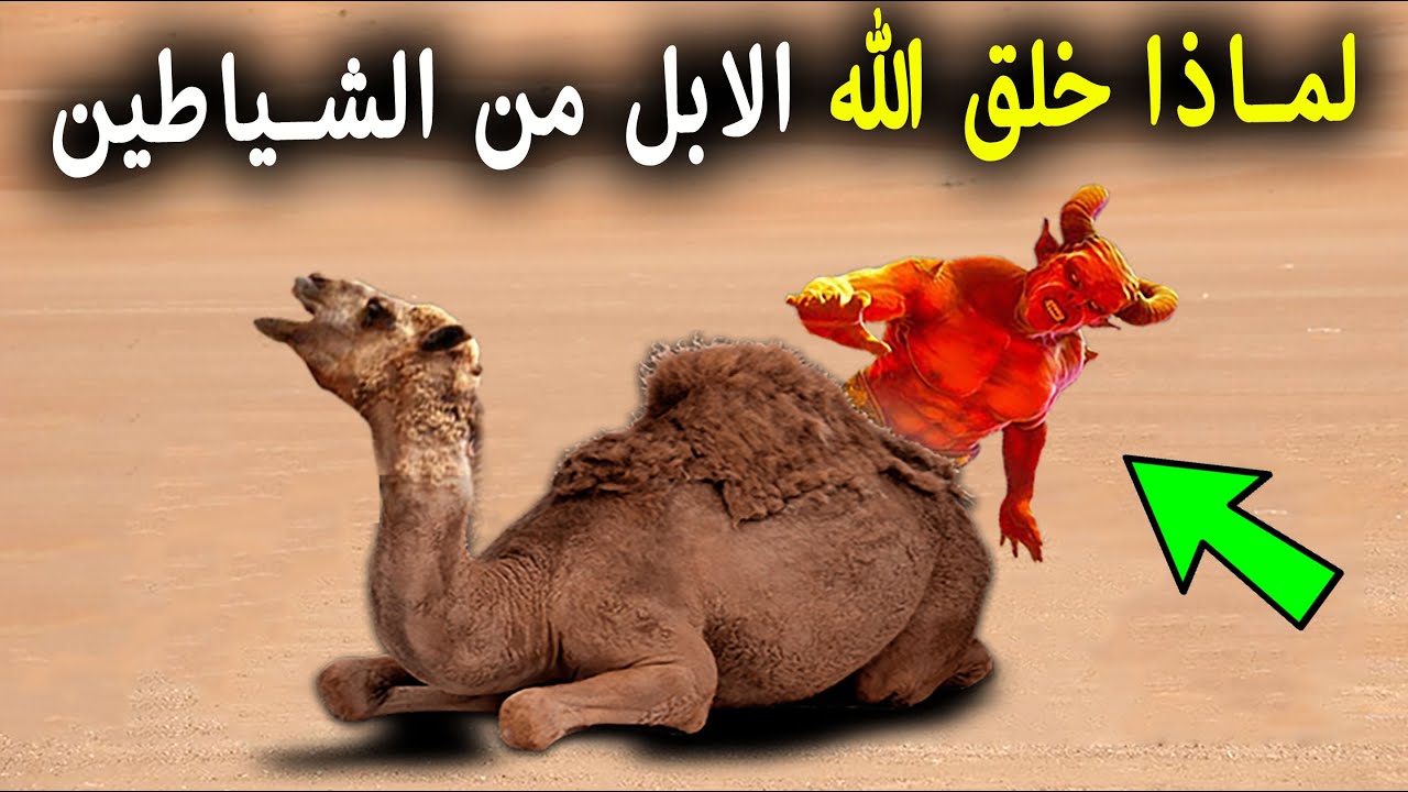 لماذا خلق الله الإبل من الشياطين؟ وماذا تفعل الابل فى الليل؟ ولماذا امرنا النبى ﷺ بالوضوء بعد اكلها