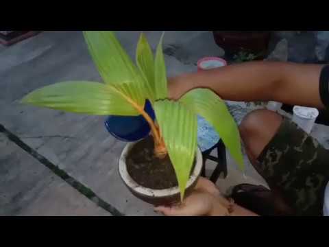 Trik membuat bonsai  kelapa di pot  ceper  tanpa batok 
