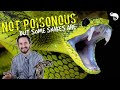 Zoologist explains snake venom  poisonous vs venomous  how venom kills