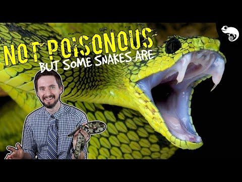 Video: Are non-venomous snakes harmless?