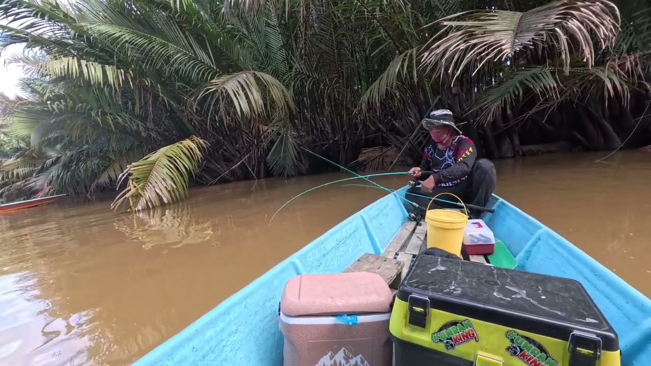 Hasil yang mantap di Sg. Sibuti Bekenu // pemidik iban kepit udang