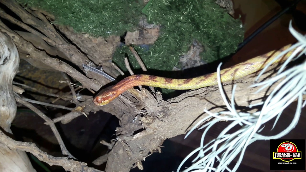 reptiles concept 16.07.2017 - BOIGA GUANGXIENSIS (dernières images)