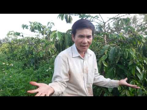 Video: Thông tin về Ve sầu Định kỳ: Ve sầu làm hại cây trồng trong vườn