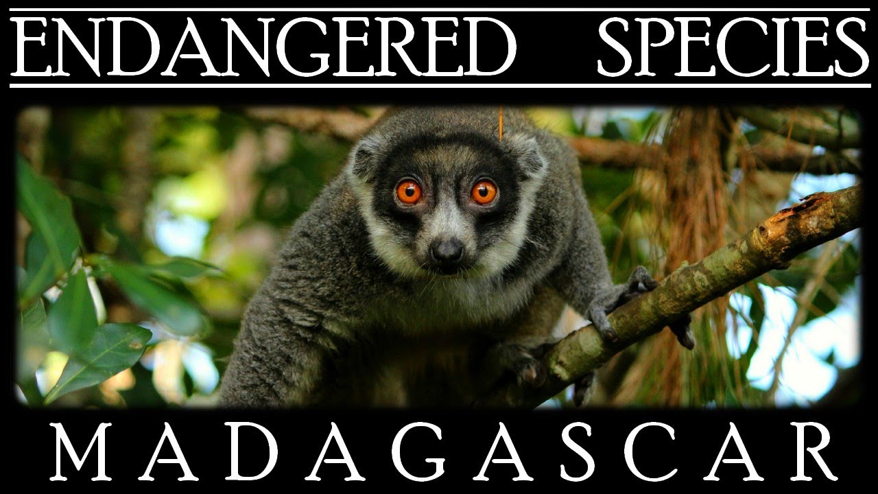 Endangered Species in Madagascar
