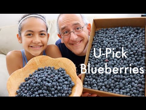 U-Pick Blueberries