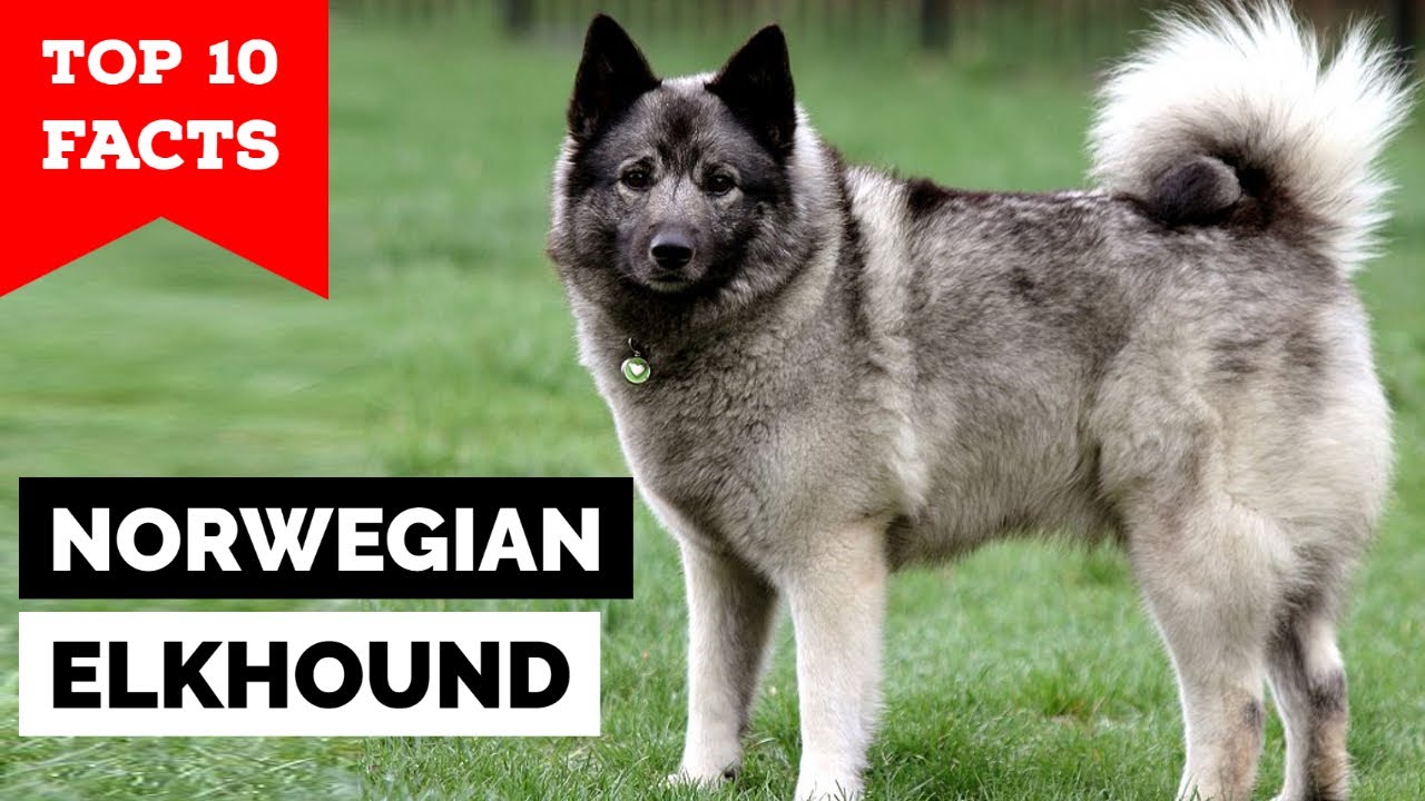 Norwegian Elkhound - Top 10 Facts
