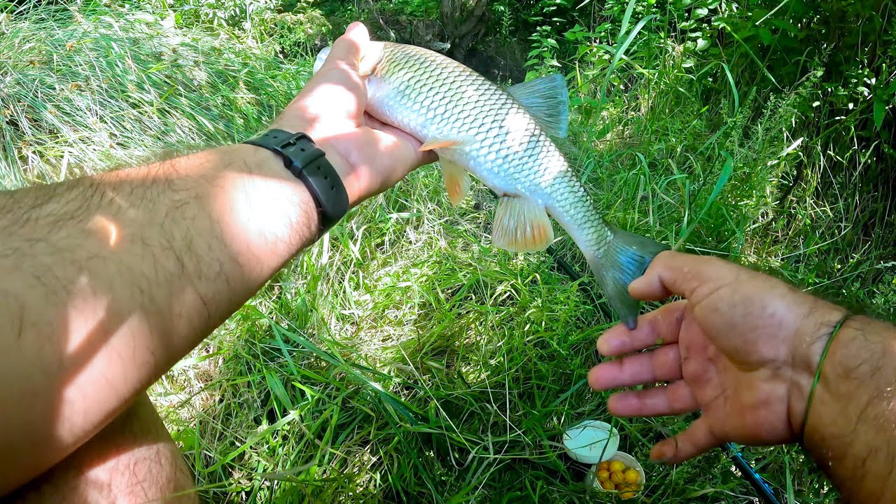 Pescuit la Clean cu corcoduse, pe raul Colentina!