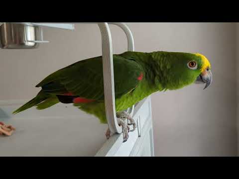 Freedom the Parrot Walks on Top of Cage & Looks Out Window to Lake at Oviedo Grove Apartments! FL