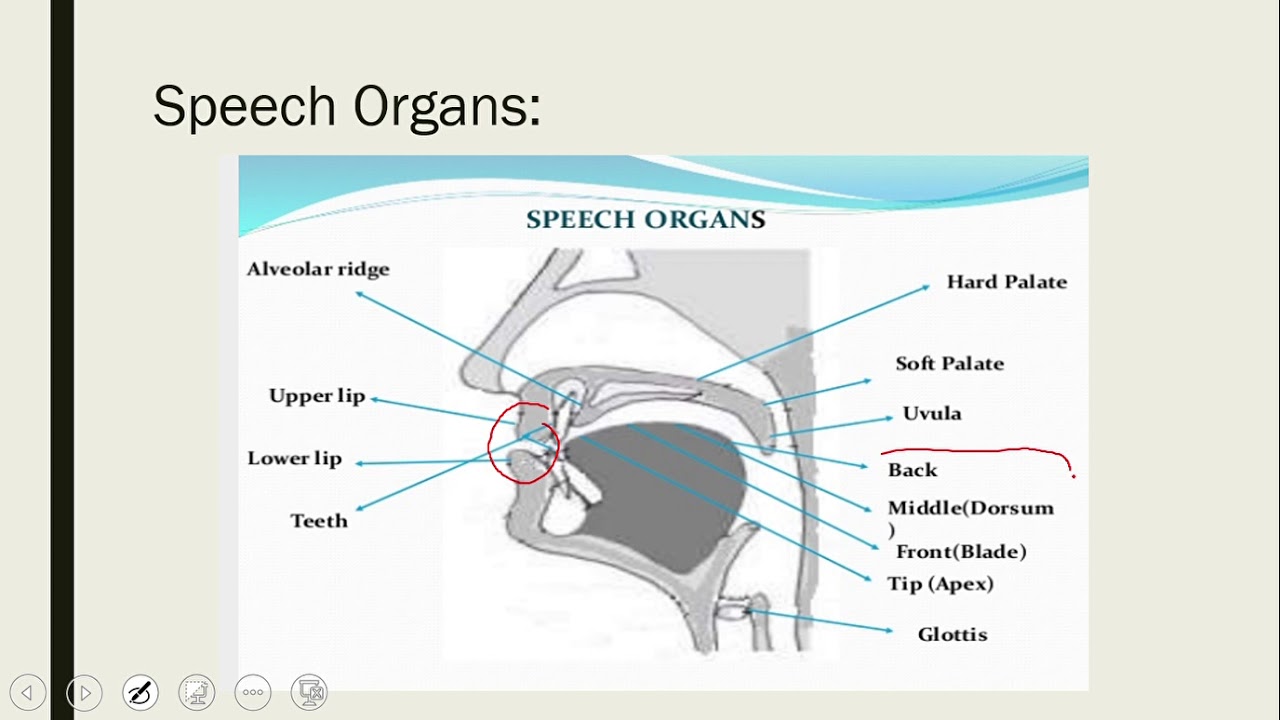 definition of speech organs