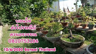 Bonsai บอนไซไม้เก่า+ไม้ซาก+ตะโก+ไม้ที่เหลือในสวน..0810753186