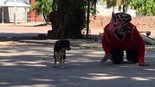 Fake Tiger head prank dog - funny reaction video 2020