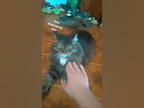 это второй максвелл кот - YouTube