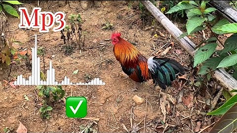 Tiếng gà rừng gáy MP3 ✅ Chuẩn 2025 || suab qaib qus qua zoo dib tuaj zoo tiag tiag li✔️