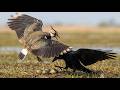 Lapwing's 70 Days From Egg to Survival | Top Most To Survival