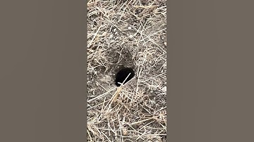 Gophers in the Yard