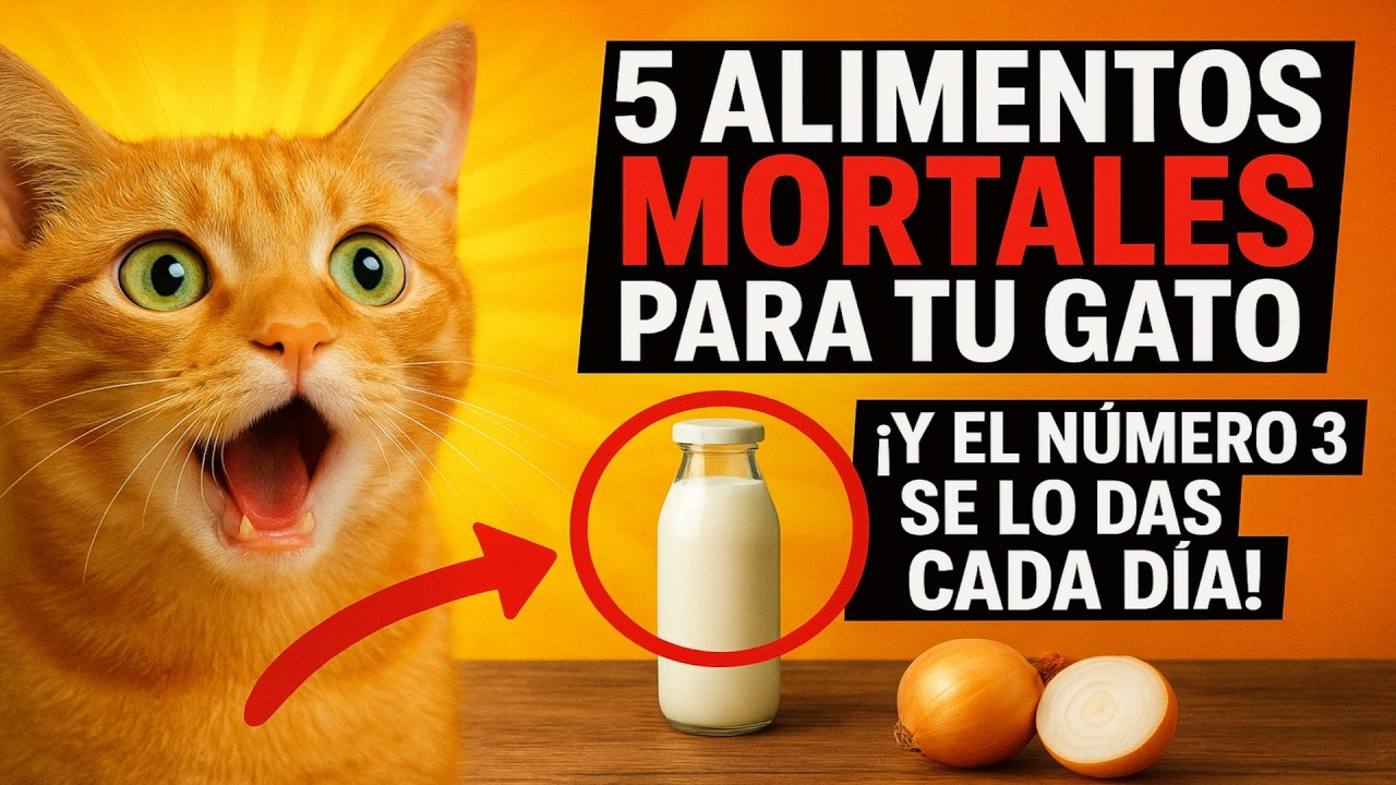 5 alimentos mortales para tu gato. ¡Y el número 3 se lo das CADA DÍA!