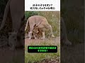 迷子の子ライオンに遭遇⁉️絶対に触っちゃダメな理由がヤバすぎた…🥶🦁 #ライオン #野生動物