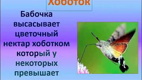 Строение бабочки