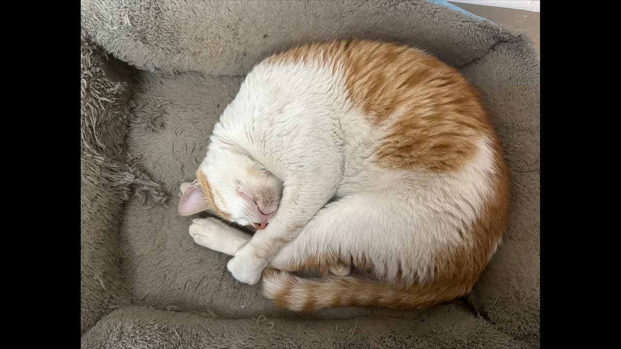 Watch My Cat for Me (He’s Just Sleeping) 💤