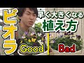 【園芸】ビオラを早く大きくするには？！ビオラの植え方・切り戻し方法徹底解説！！#管理方法#育て方