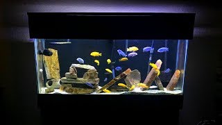 Mbuna Aquarium Setup  Gorgeous African Cichlid Aquarium!!