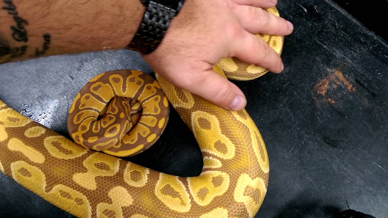pythons for sale BASE MORPH: Ultramel