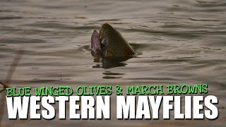 Fly Fishing Spring Western Hatches  4 Days BlueWinged Olives and March Brown Mayflies