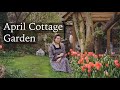 April cottage garden  tulips everywhere spring flowers  growing vegetable plants