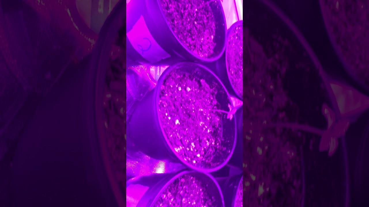 Update on msnl and update on my  set up 4x4x80