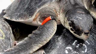 CMA Receives 8 Kemp's Ridley Sea Turtle Patients From New England!
