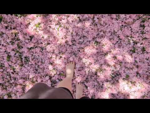 Barefoot In Cherry Blossoms!
