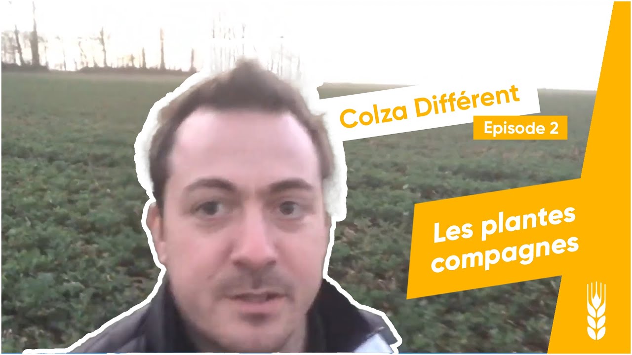 Colza Différent : les plantes compagnes